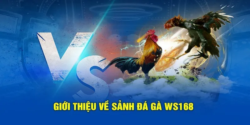 Giới thiệu chung về sảnh cá cược WS168 đá gà