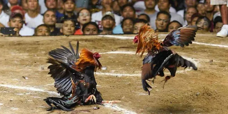 Thông tin về đá gà tại RWIN